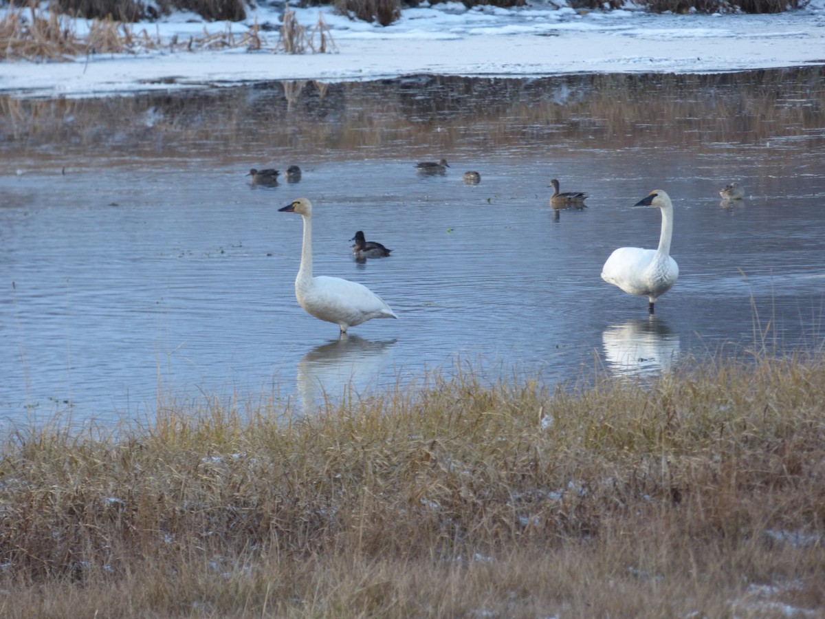 Trumpeter Swan - ML503638841