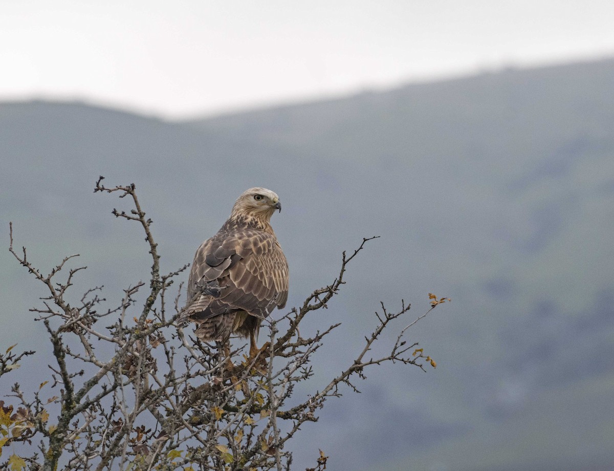 Long-legged Buzzard - ML503638981
