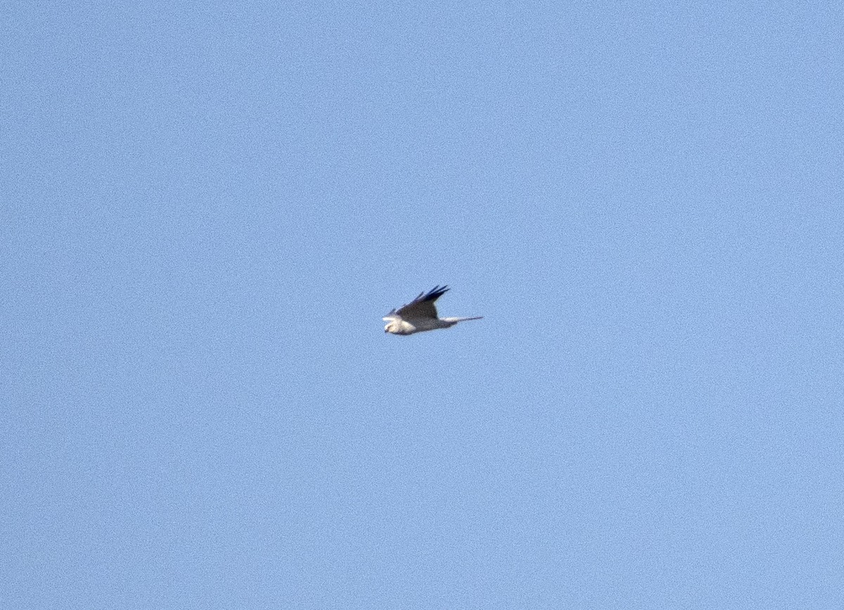 Pallid Harrier - ML503639481