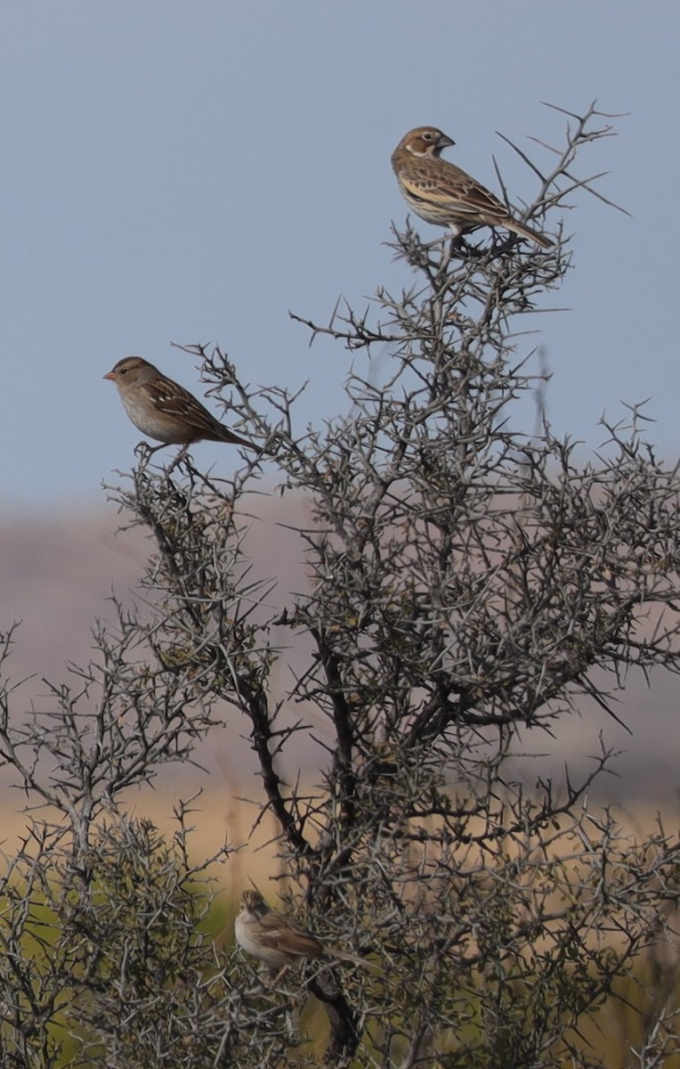 Lark Bunting - ML503639761