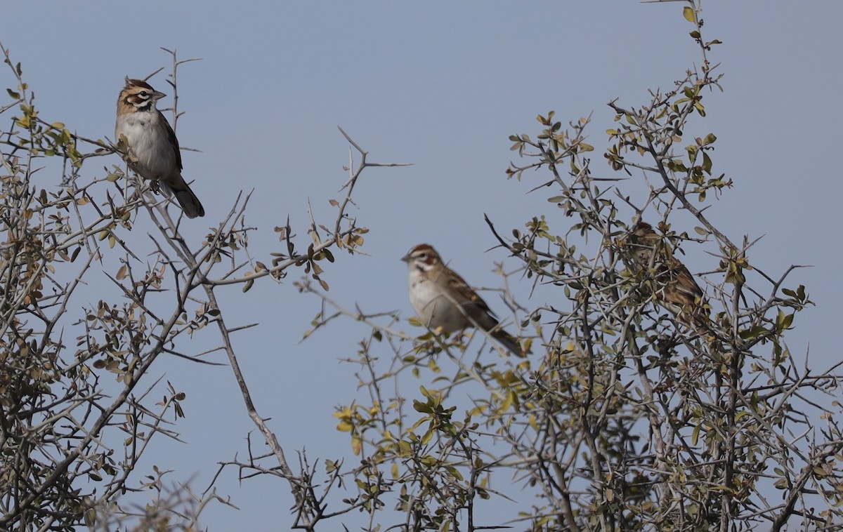 Lark Sparrow - ML503639781