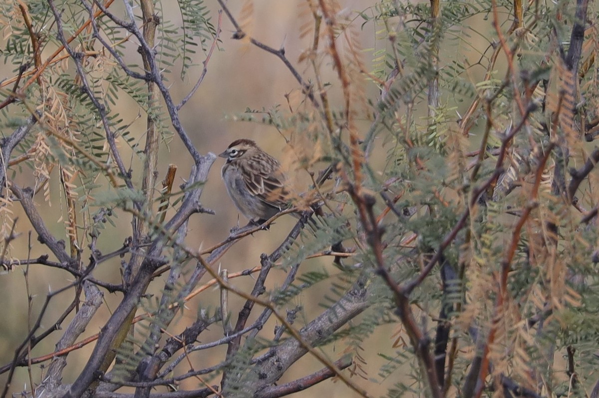 Lark Sparrow - ML503639831