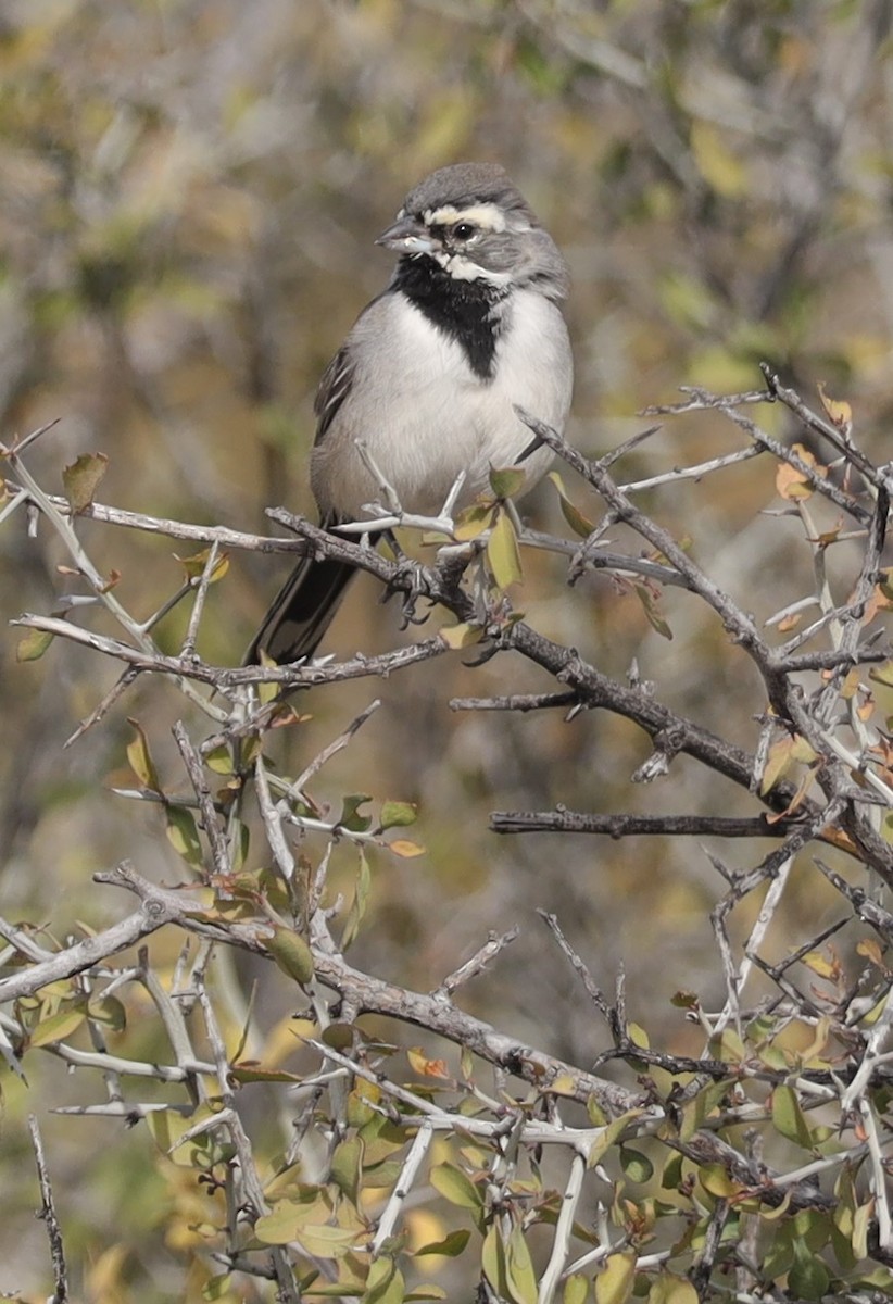 Black-throated Sparrow - ML503639841