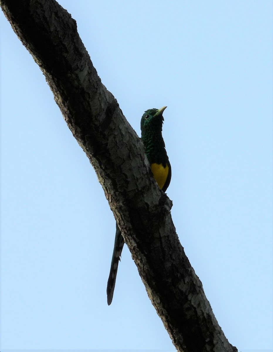 African Emerald Cuckoo - angel Vela laina