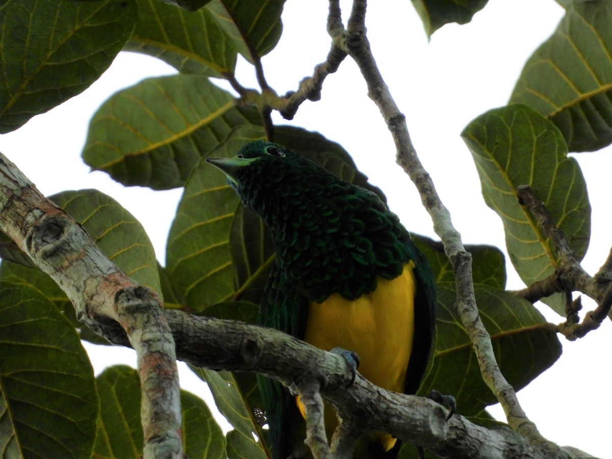 African Emerald Cuckoo - angel Vela laina