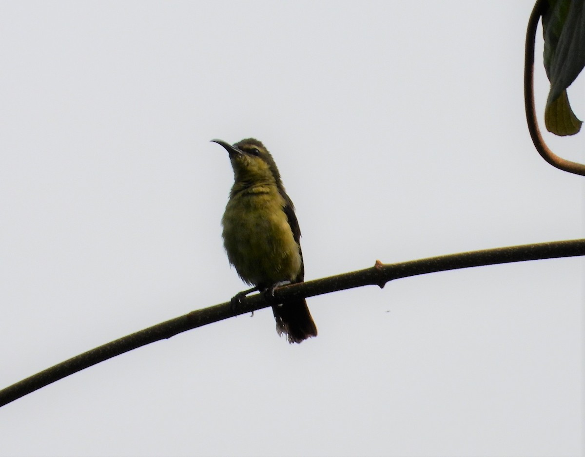 Superb Sunbird - angel Vela laina