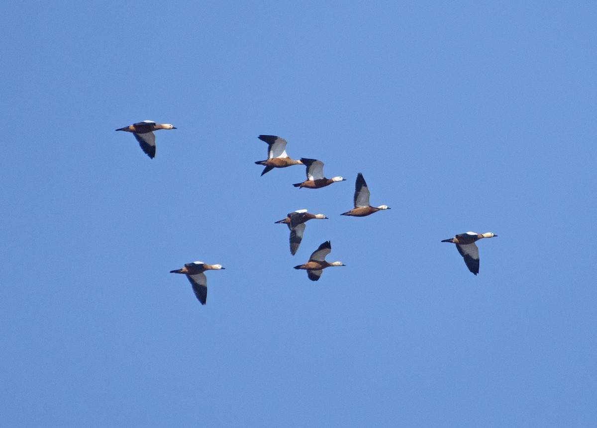 Ruddy Shelduck - ML503640781