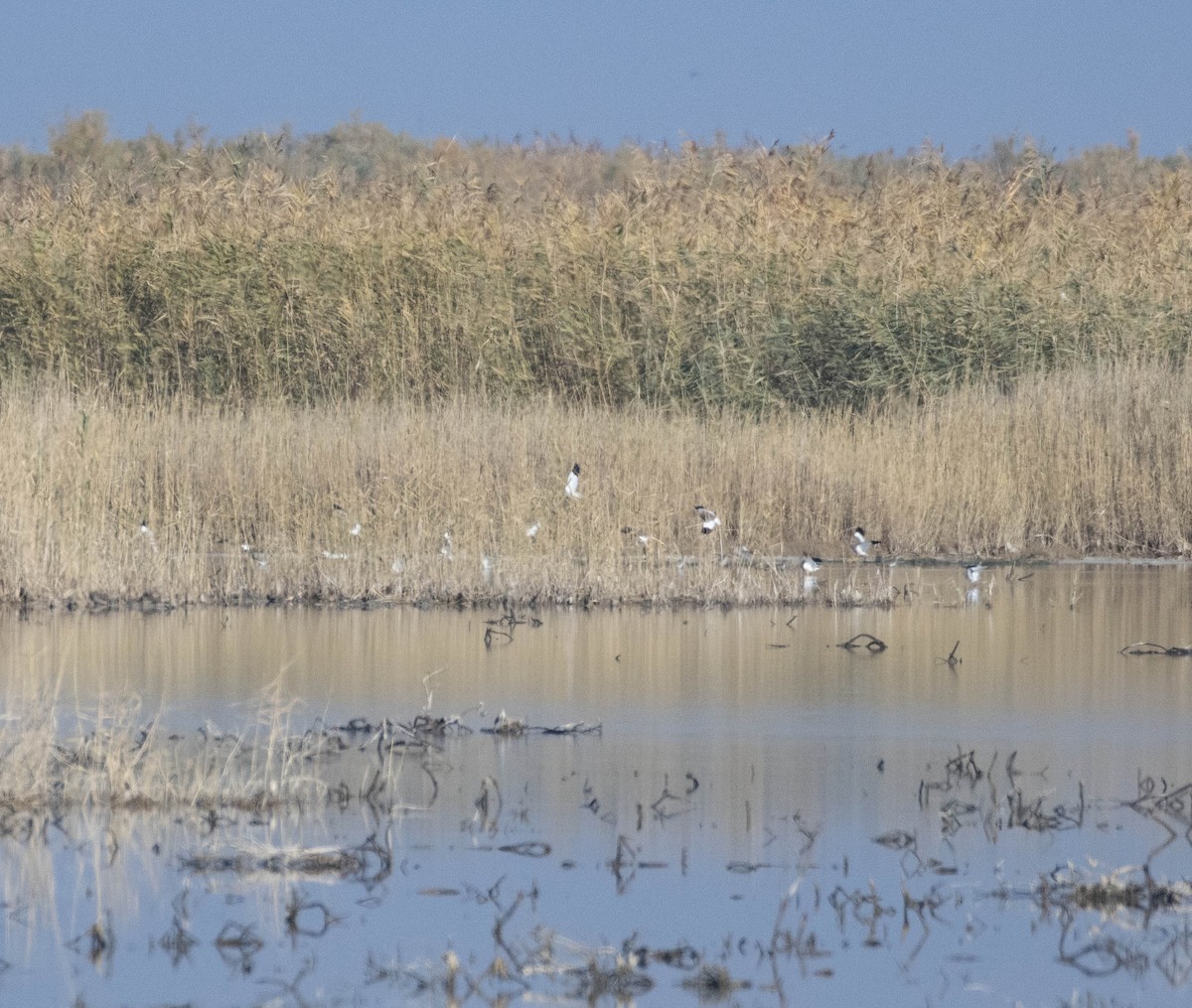 White-tailed Lapwing - ML503640821