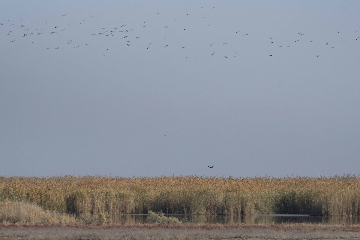 Western Marsh Harrier - ML503640841