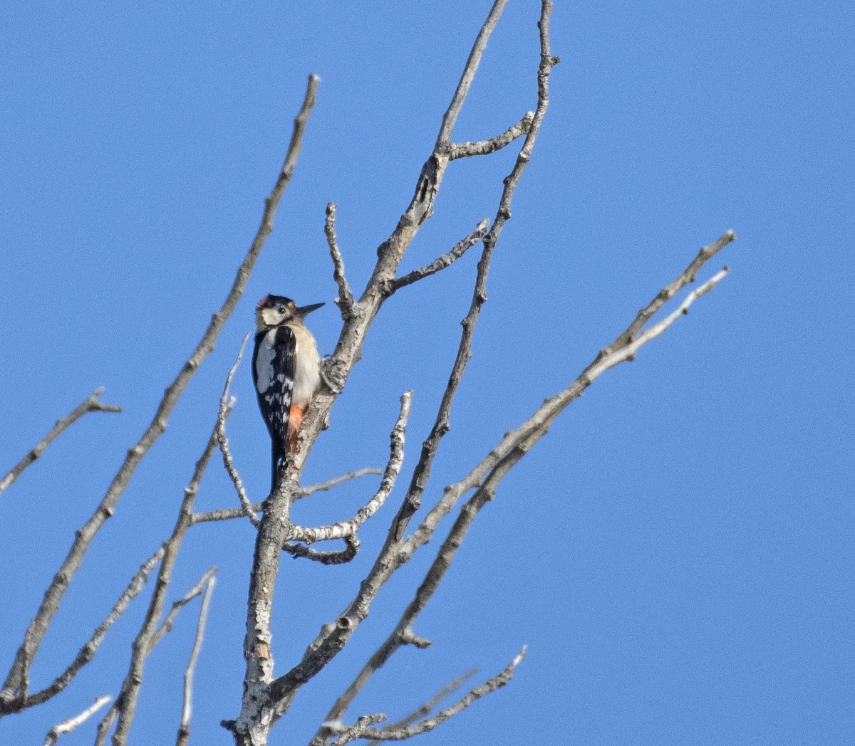 Syrian Woodpecker - ML503640881