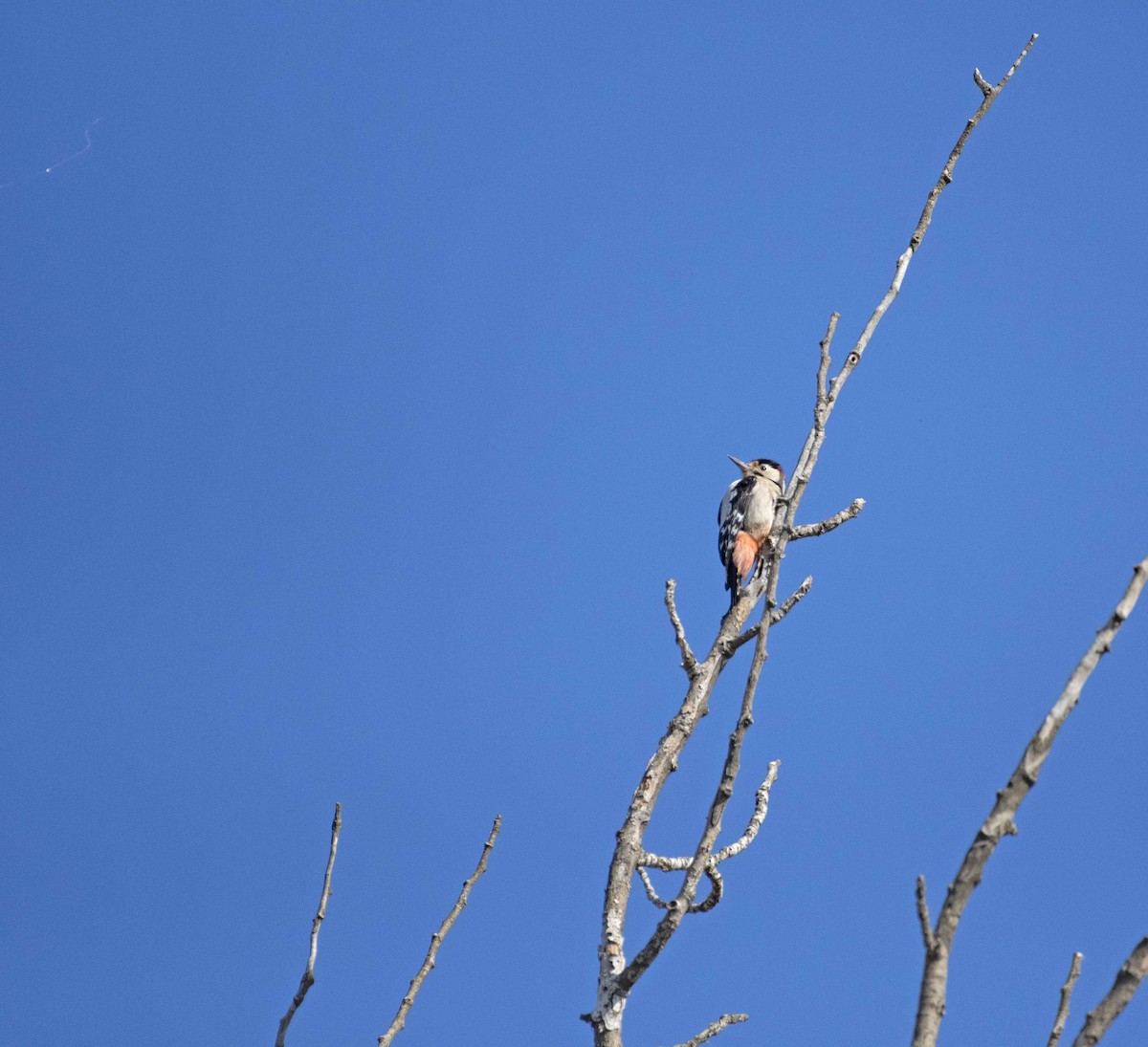Syrian Woodpecker - ML503640921