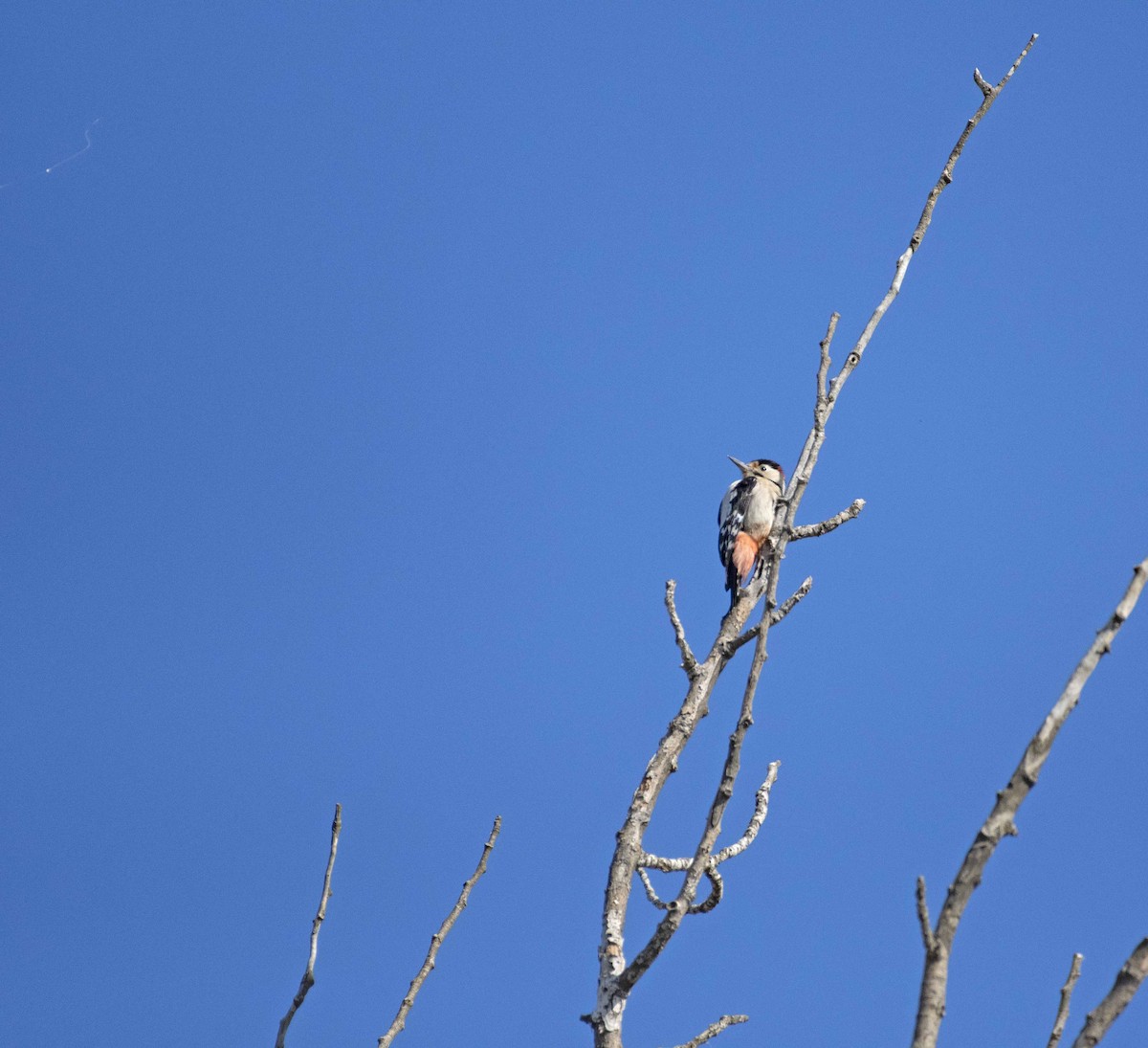 Syrian Woodpecker - ML503640921