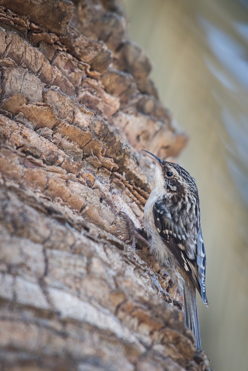 Brown Creeper - ML50364111