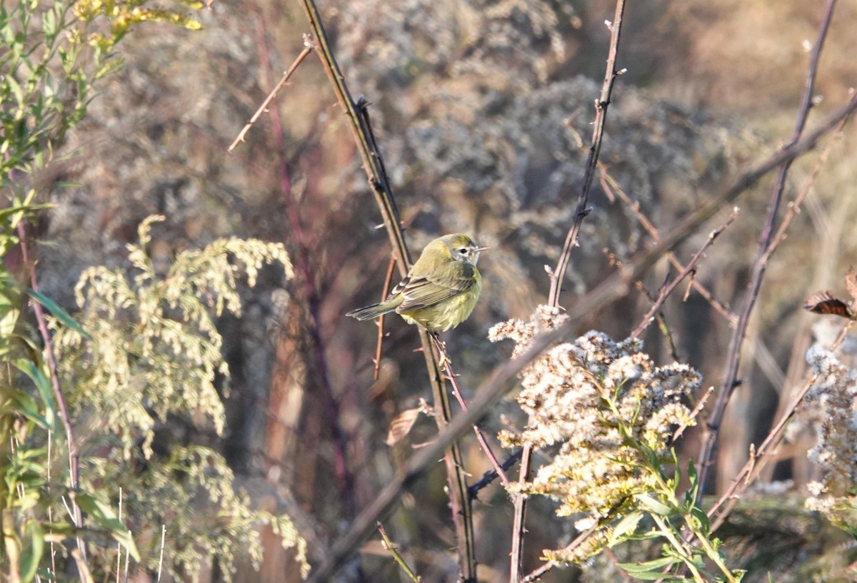 Prairie Warbler - ML503641411