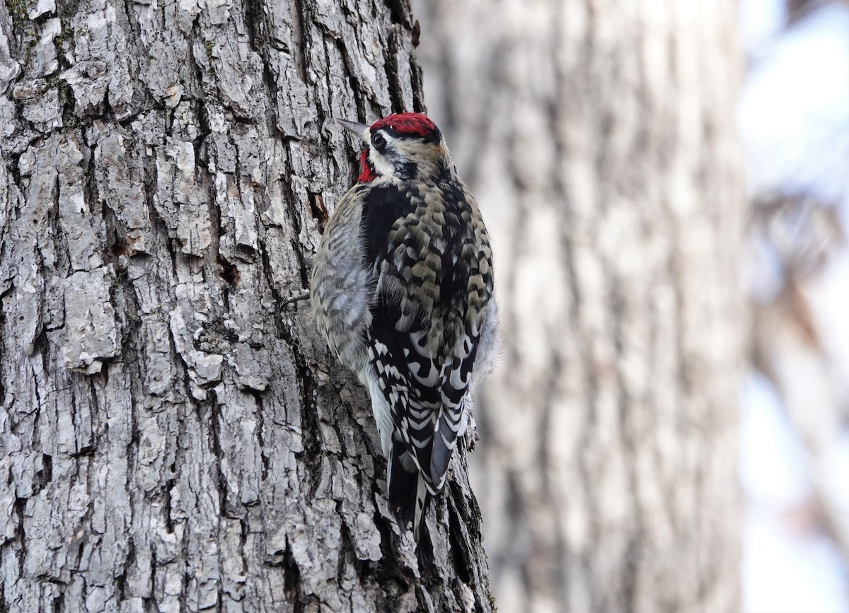 Yellow-bellied Sapsucker - ML503641591