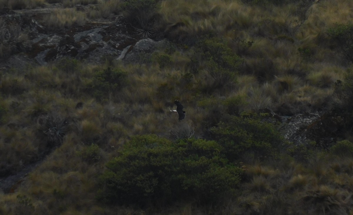 Mountain Caracara - ML503641721