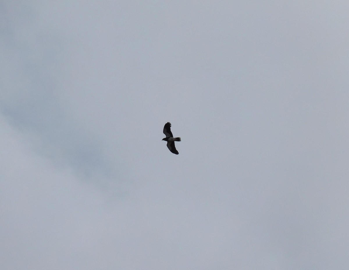 Caracara montagnard - ML503641731