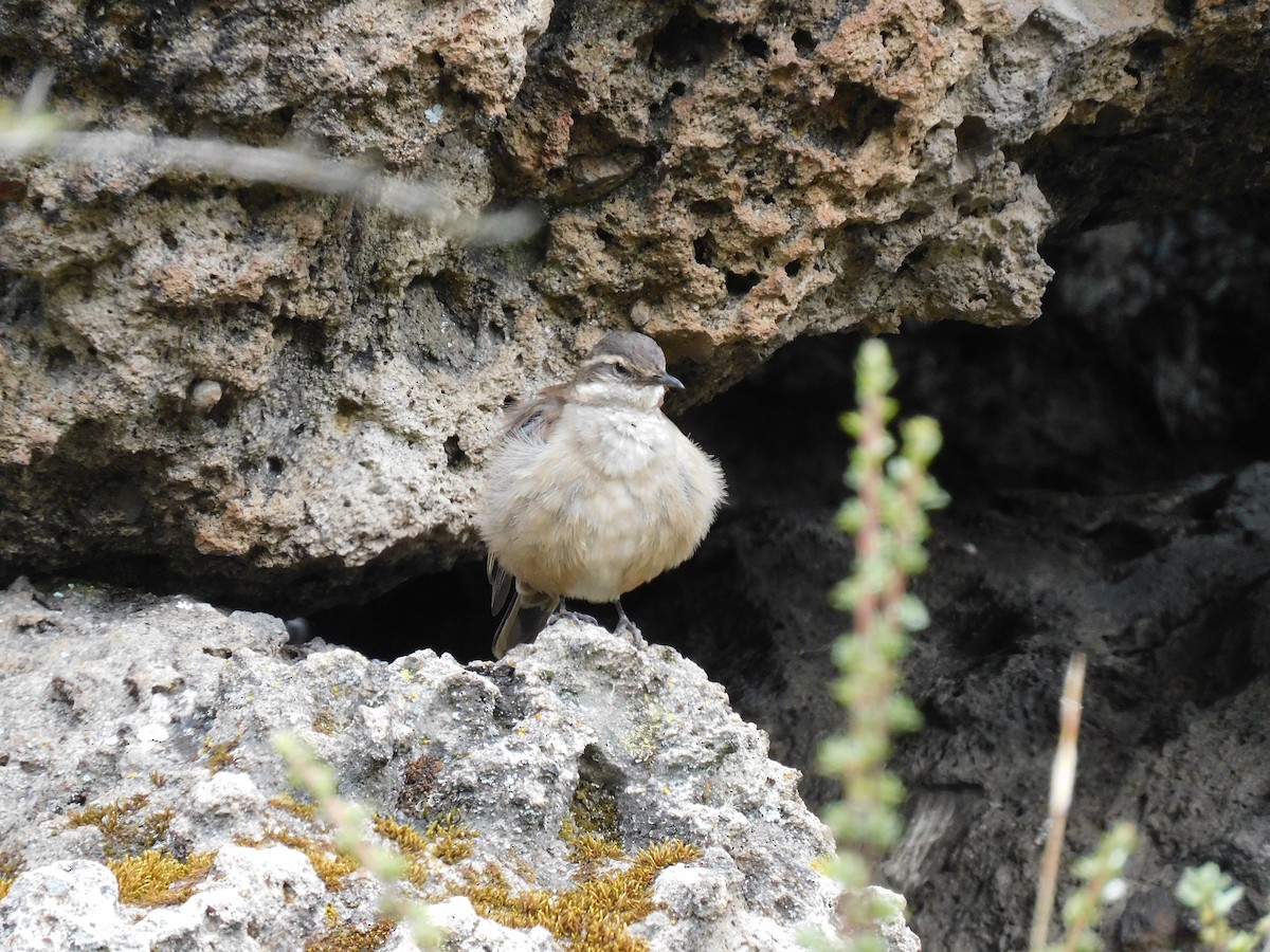 Cream-winged Cinclodes - ML503641841