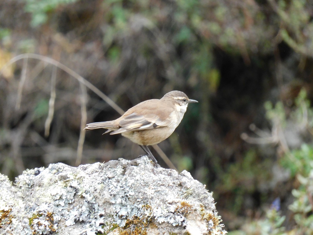 Cream-winged Cinclodes - ML503641851