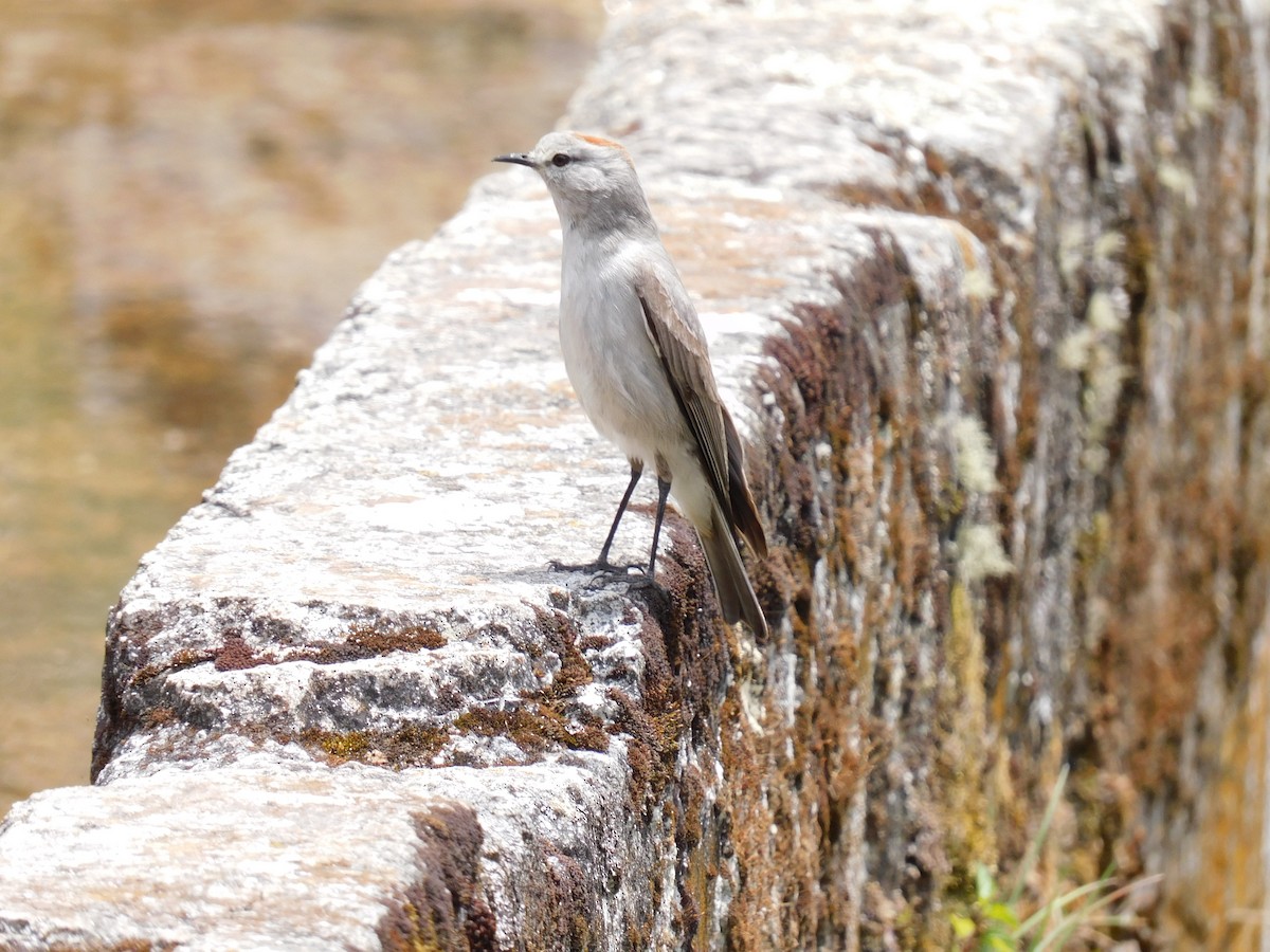 Rufous-naped Ground-Tyrant - ML503641901