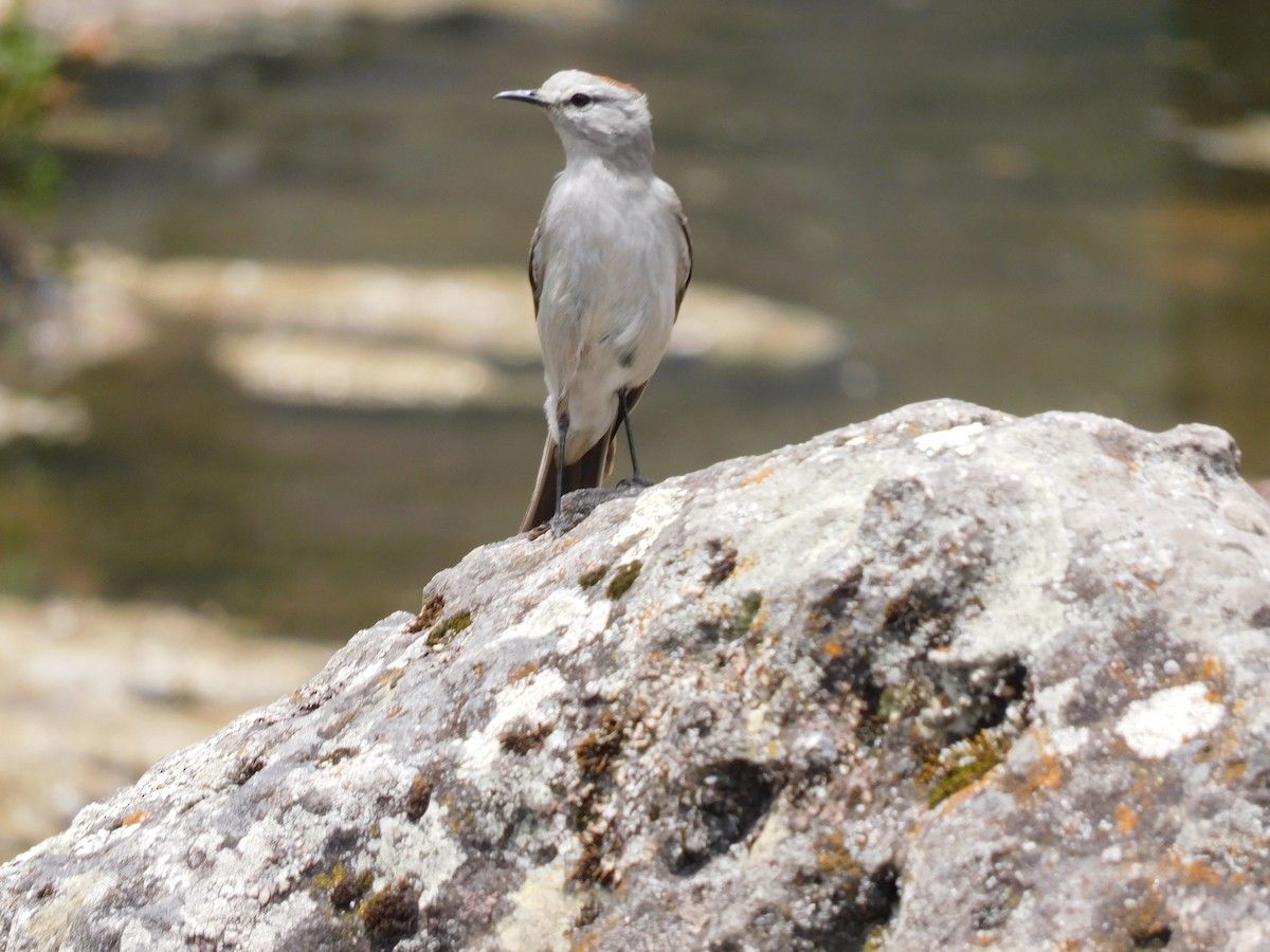 Rufous-naped Ground-Tyrant - ML503641921