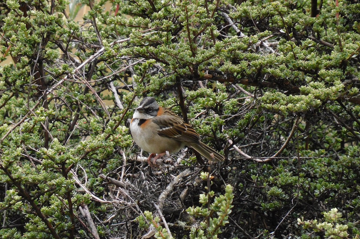 Rufous-collared Sparrow - ML503642251