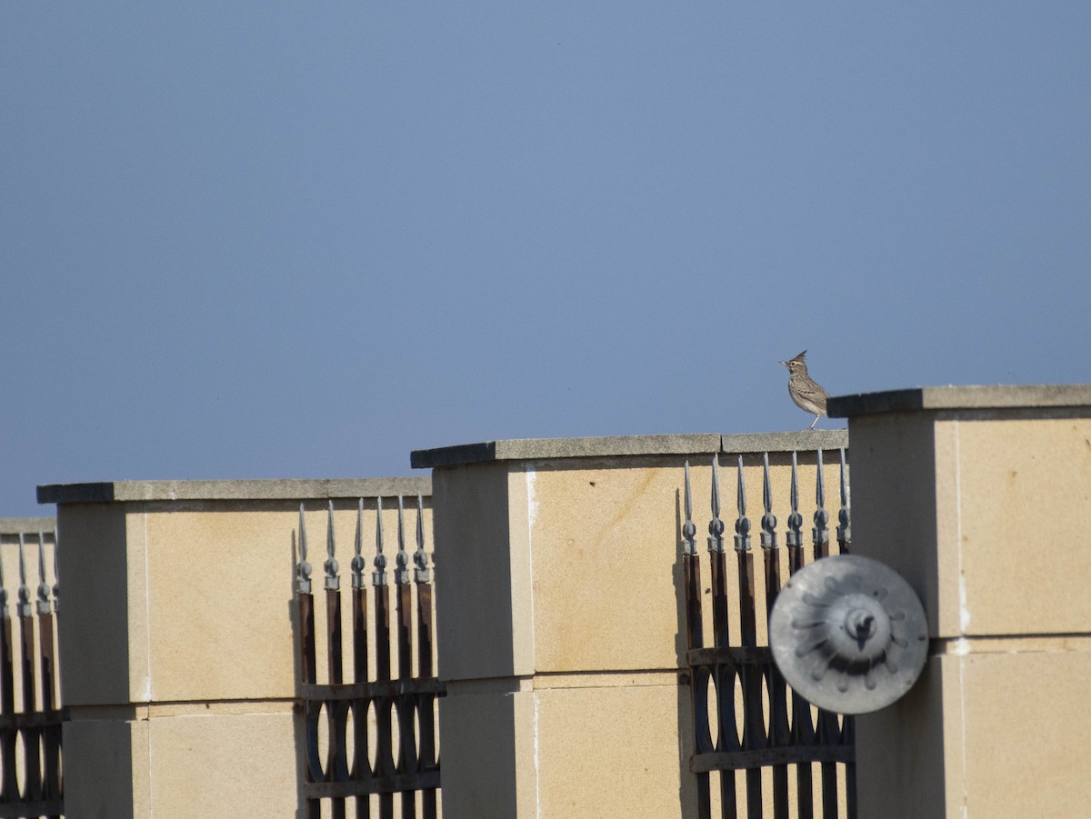 Crested Lark - ML503642641