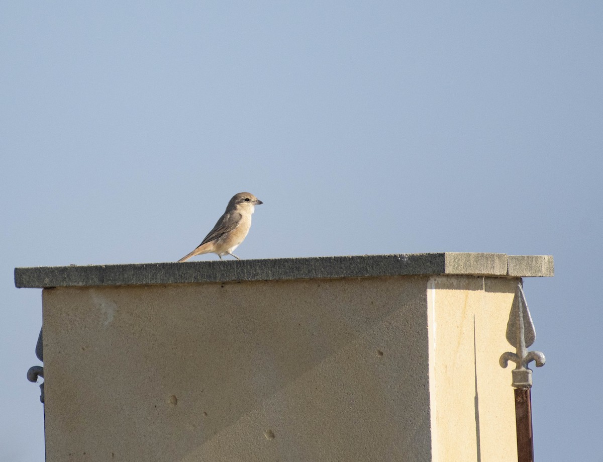 Isabelline Shrike - ML503642711