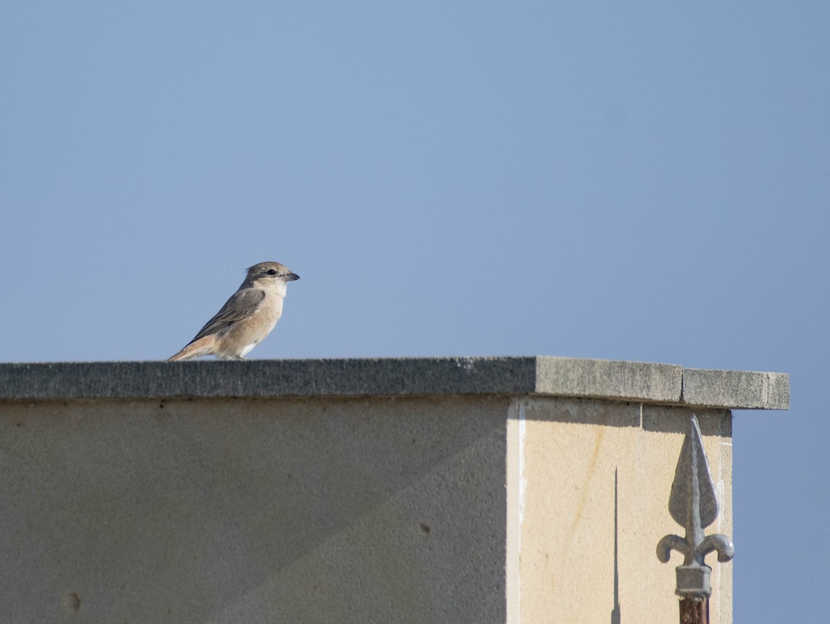 Isabelline Shrike - ML503642721