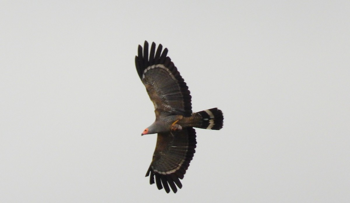 African Harrier-Hawk - ML503643631