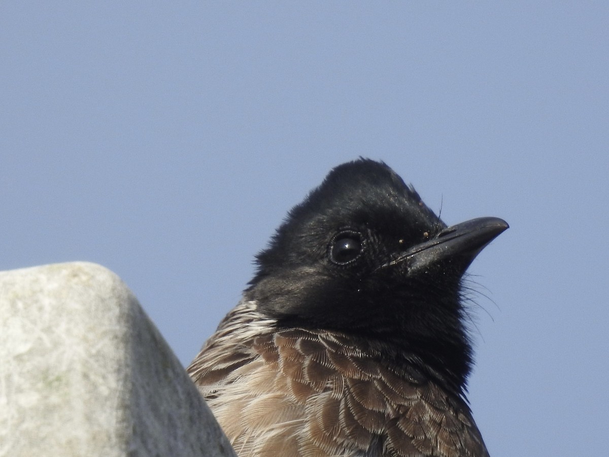 Red-vented Bulbul - ML503644181
