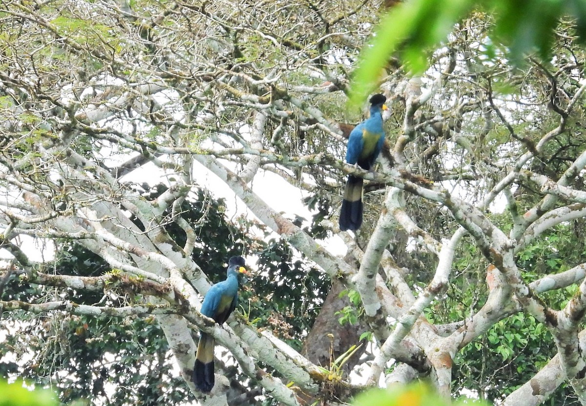 Great Blue Turaco - ML503644711