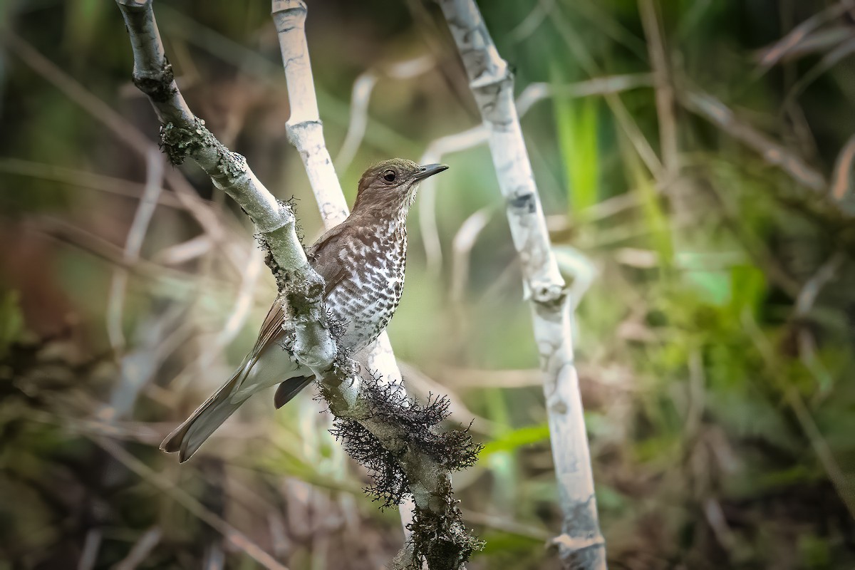 Marañon Thrush - ML503644801