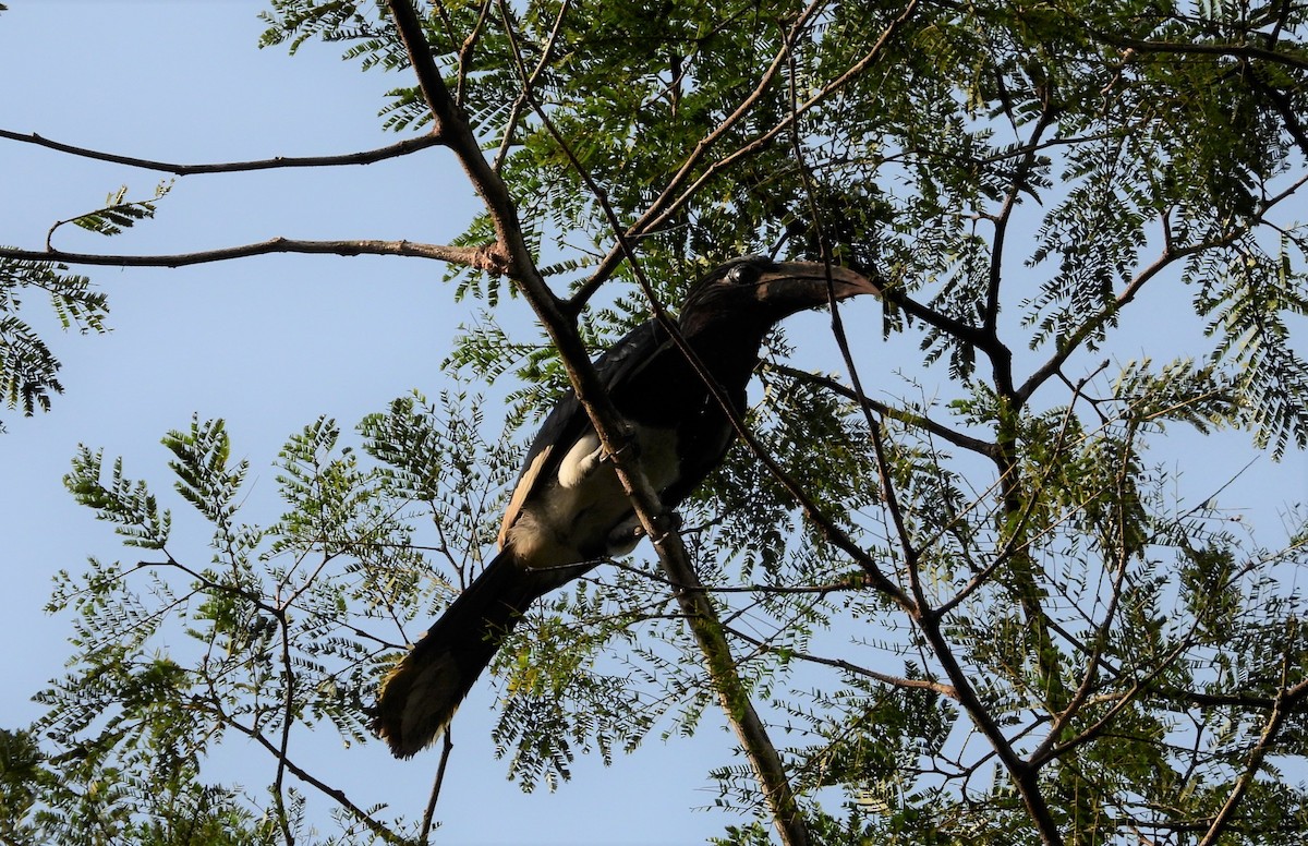 Piping Hornbill - ML503644951