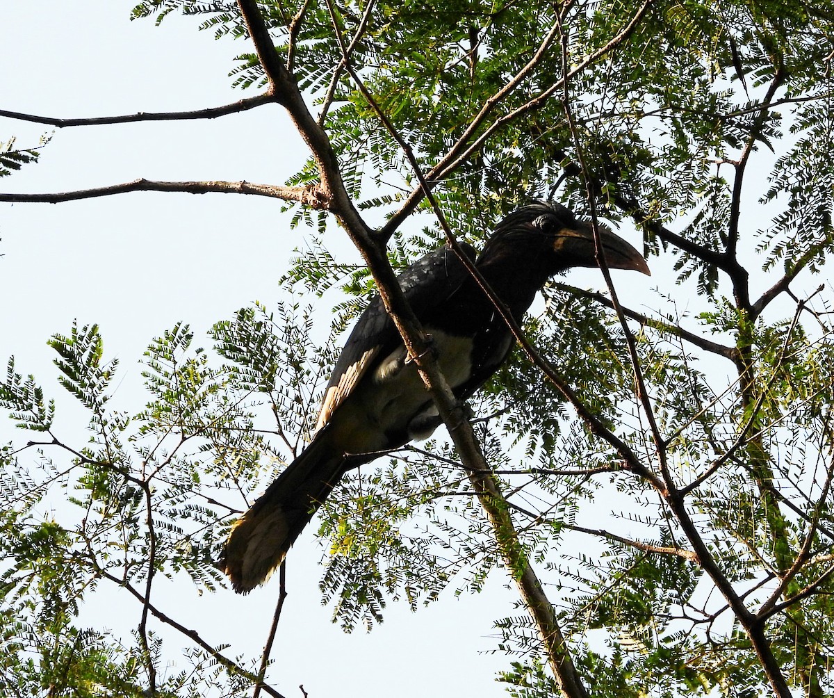 Piping Hornbill - ML503644961