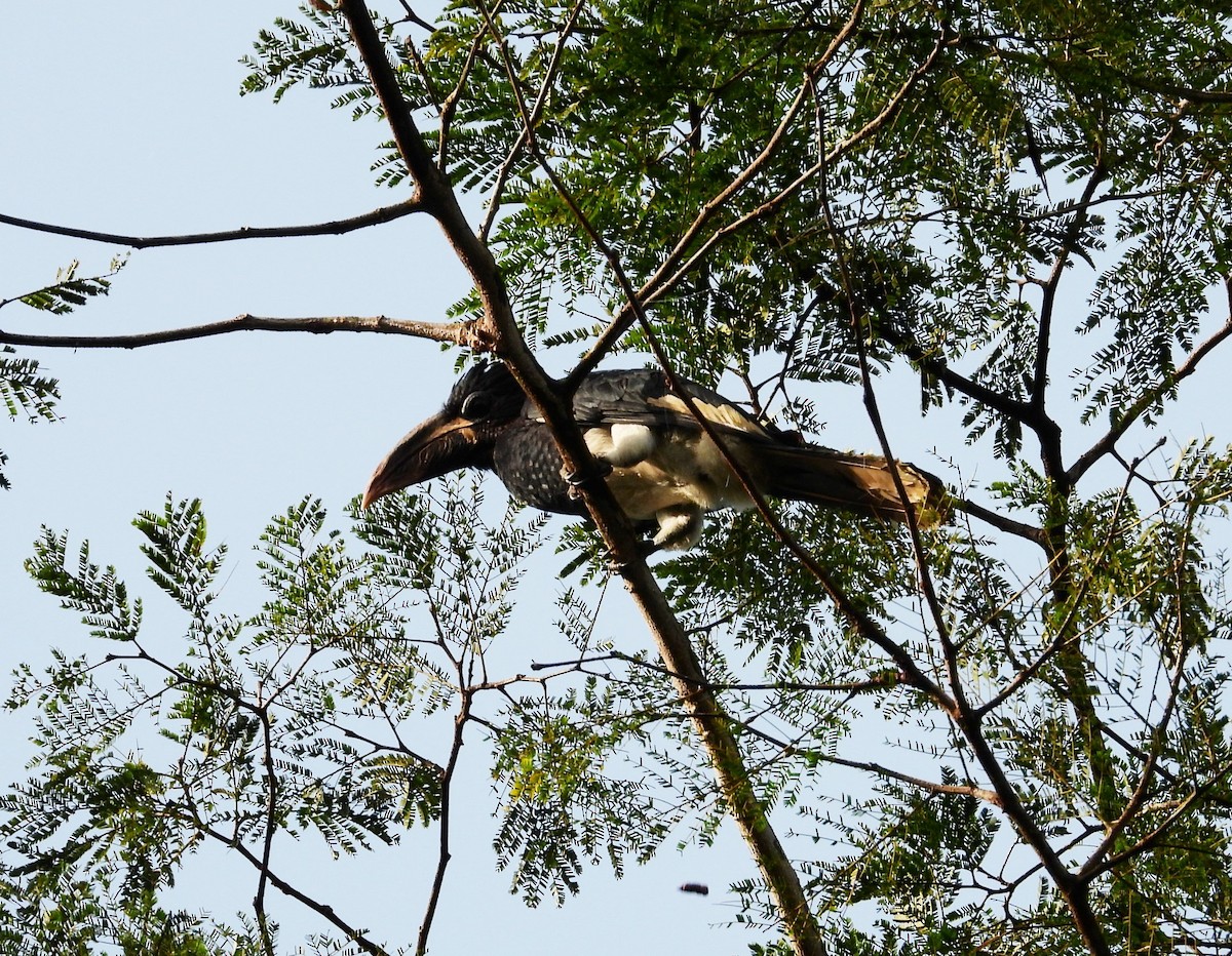 Piping Hornbill - ML503644971