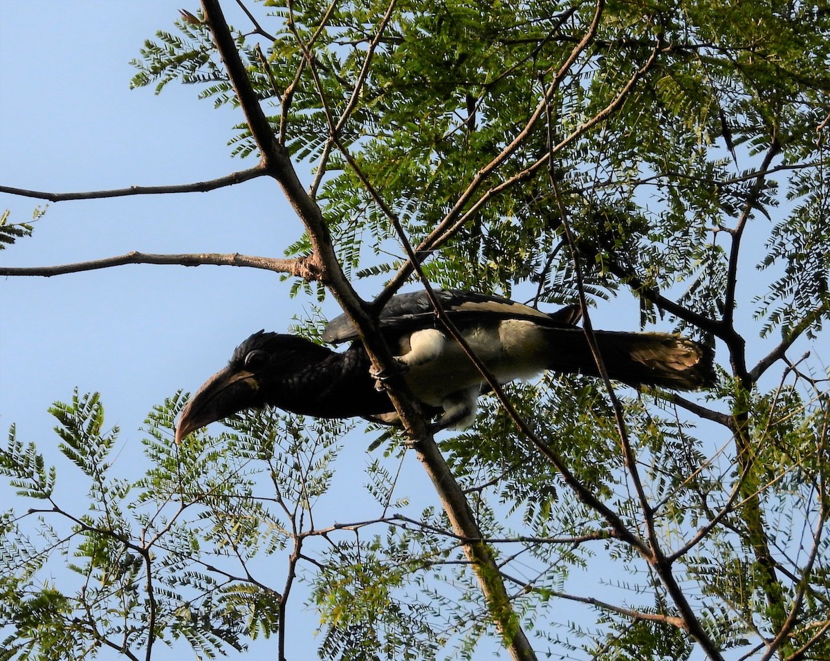 Piping Hornbill - ML503644981