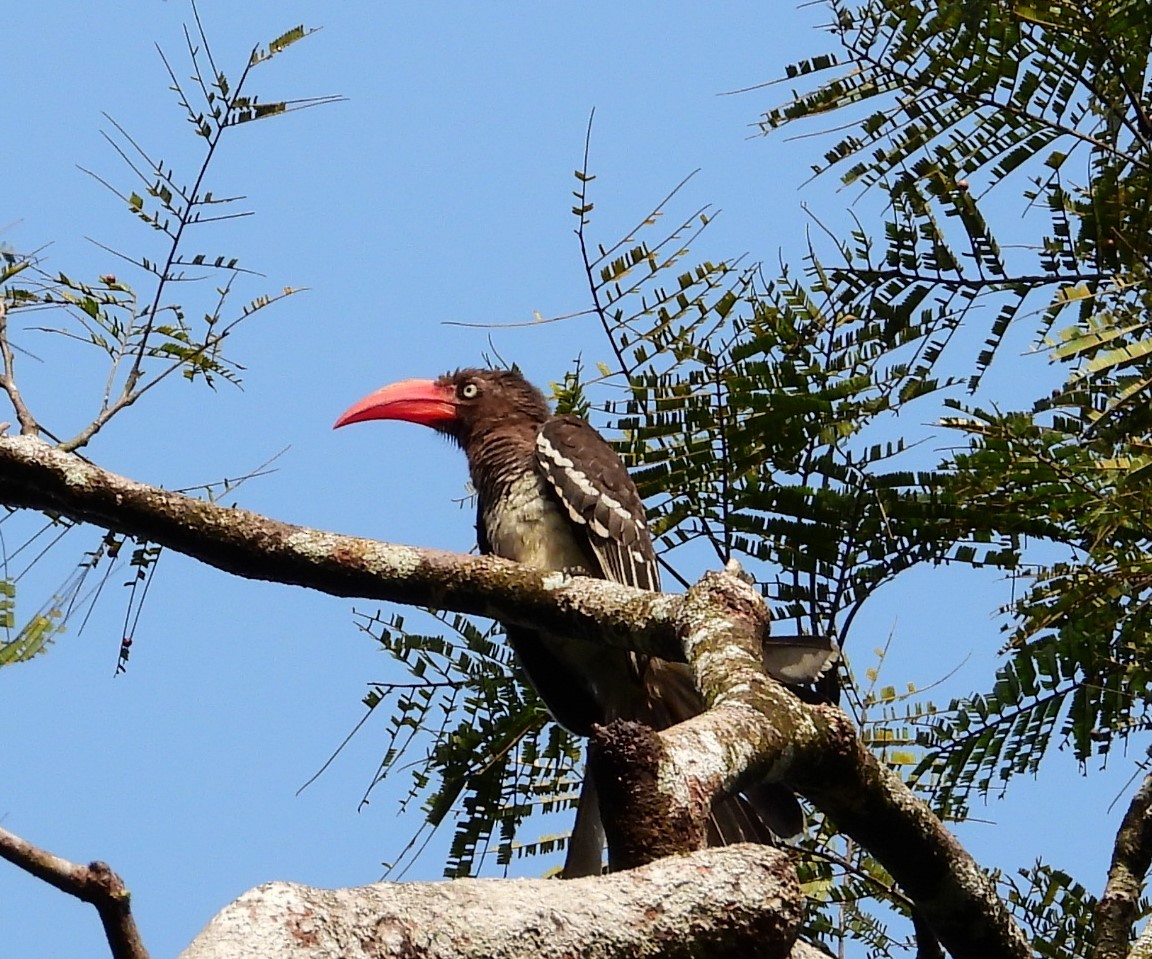 Red-billed Dwarf Hornbill - ML503645031