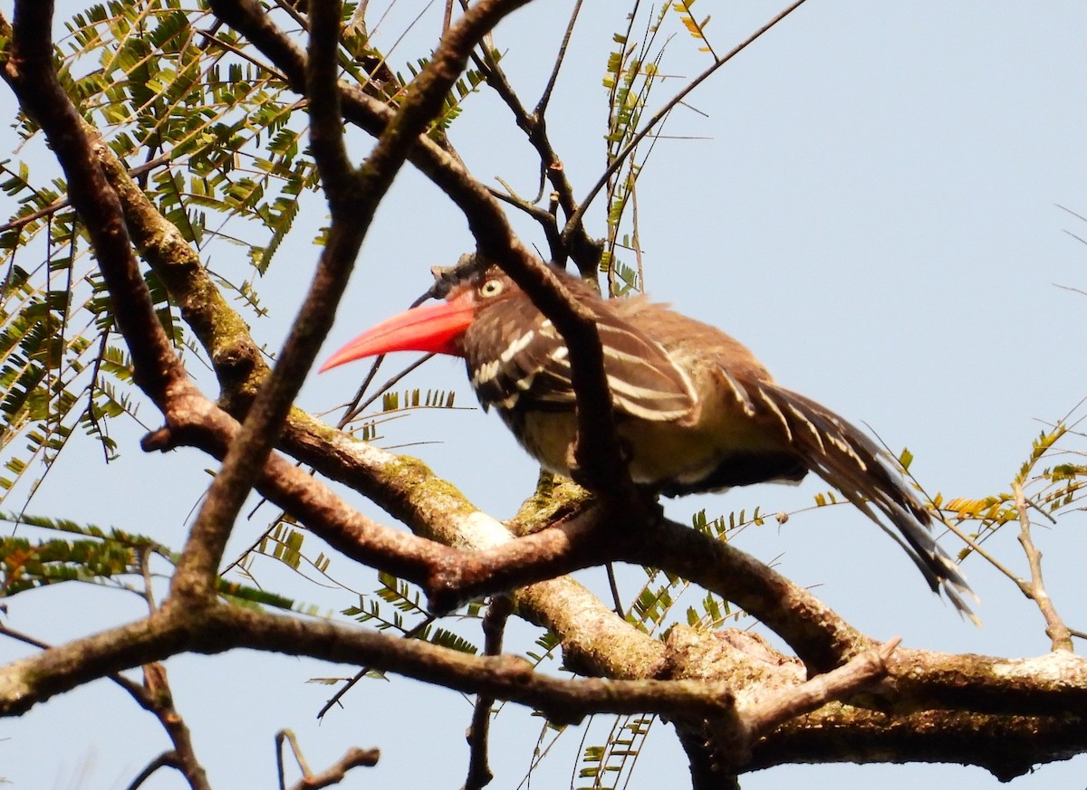 Red-billed Dwarf Hornbill - ML503645041