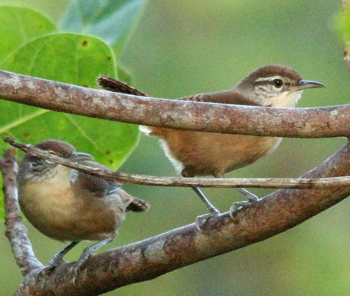 Buff-breasted Wren - ML503646191