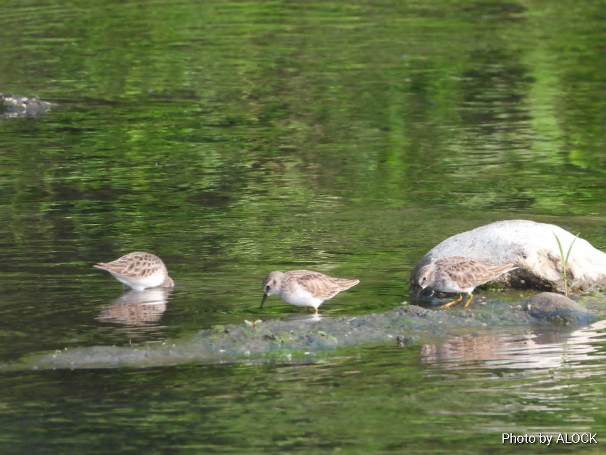 Least Sandpiper - ML503646551