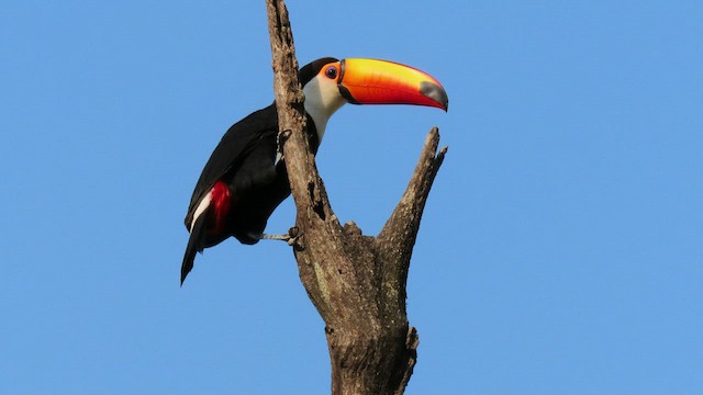 Toco Toucan - ML503646651