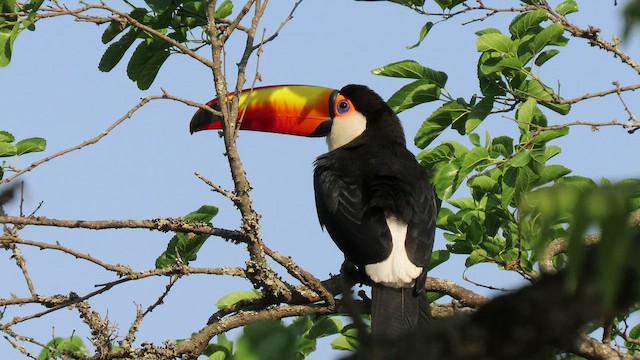 Toucan toco - ML503646831