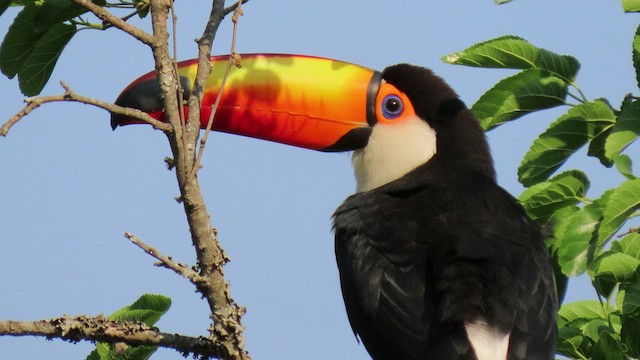 Toco Toucan - ML503646851