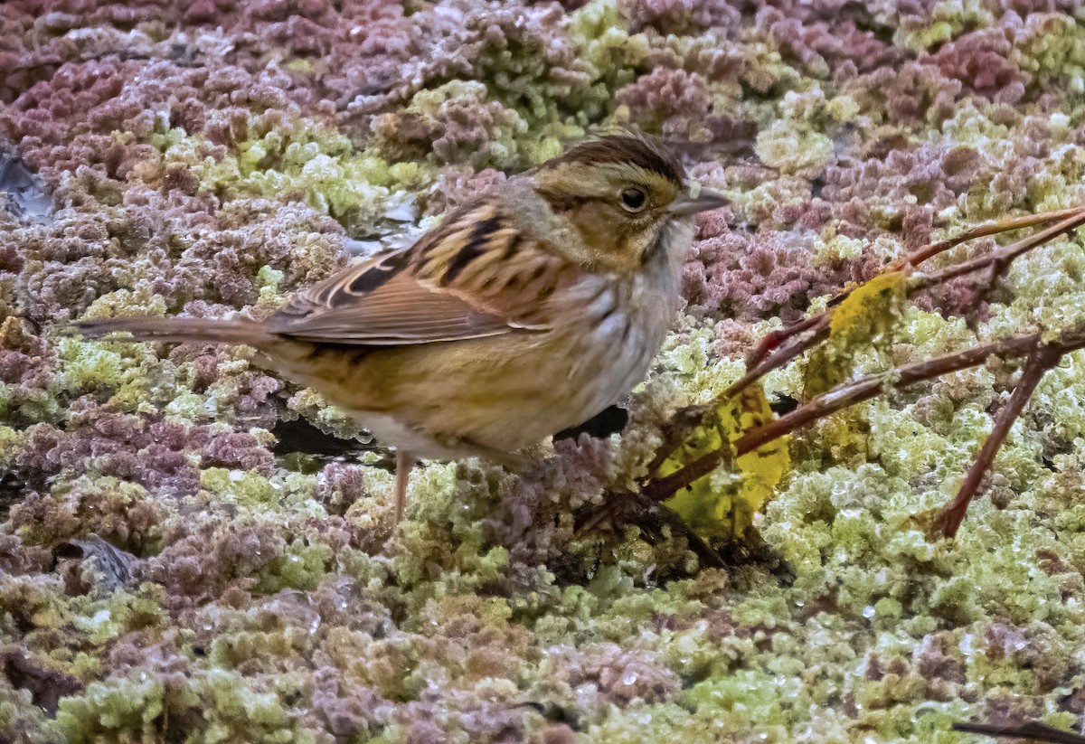 Swamp Sparrow - ML503647091