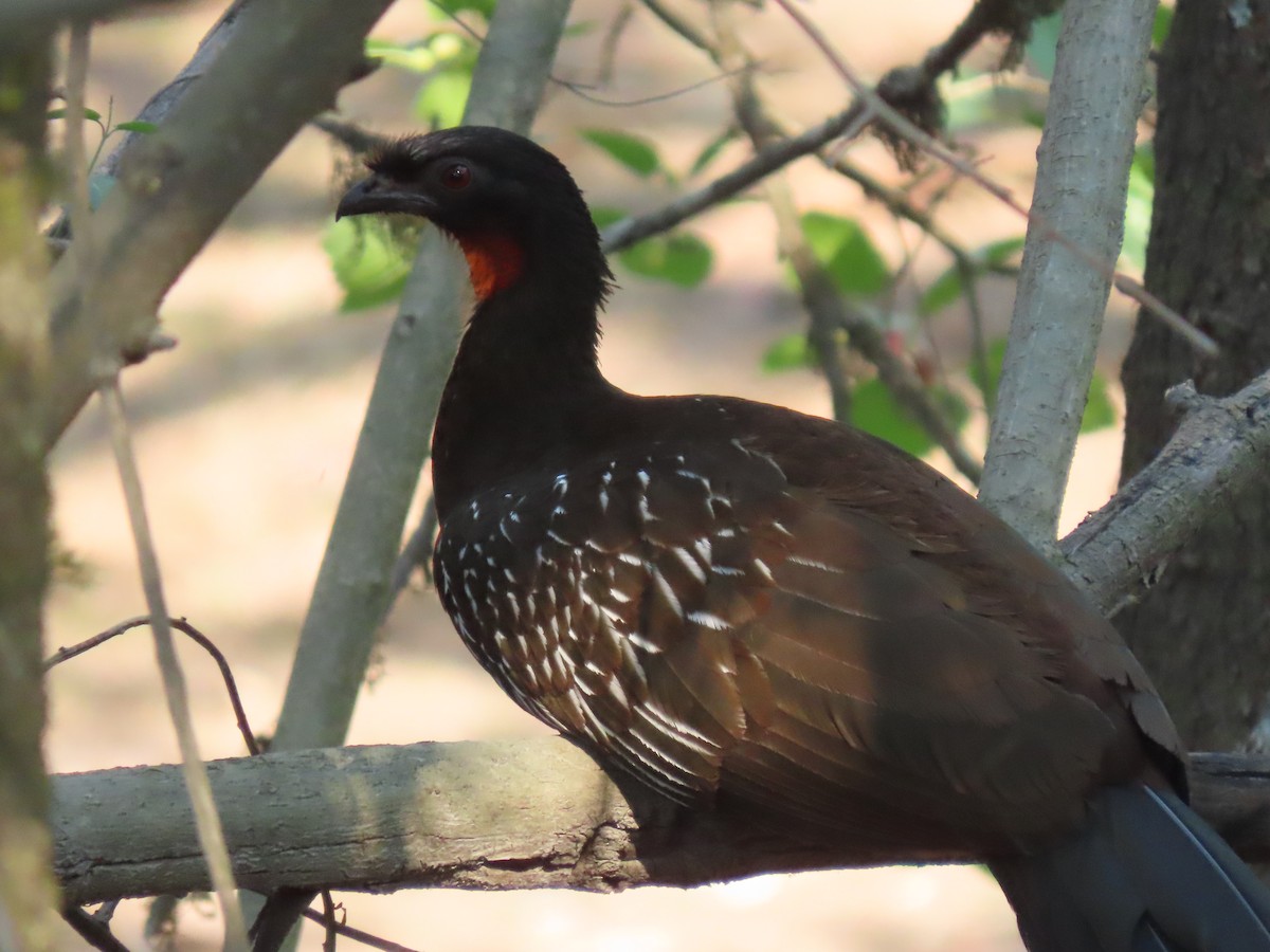 Pénélope des yungas - ML503647731