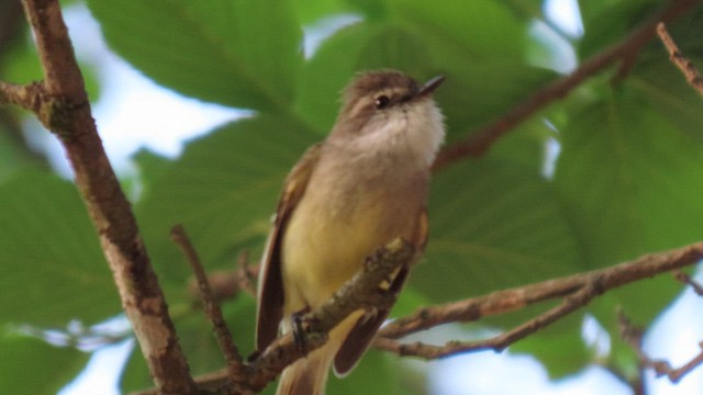 White-throated Tyrannulet - ML503649411