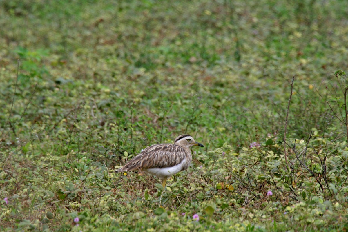 Double-striped Thick-knee - ML503650491