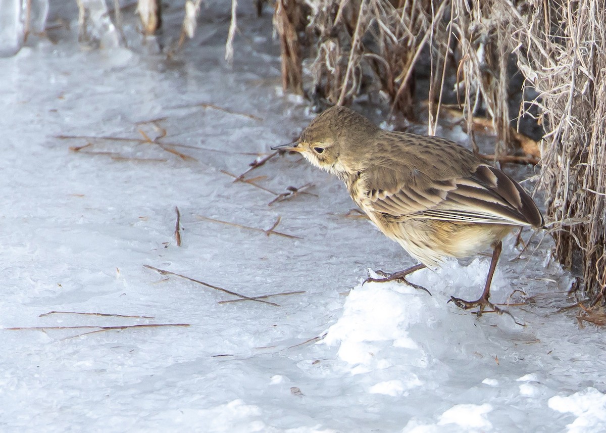 Pipit d'Amérique - ML503650891