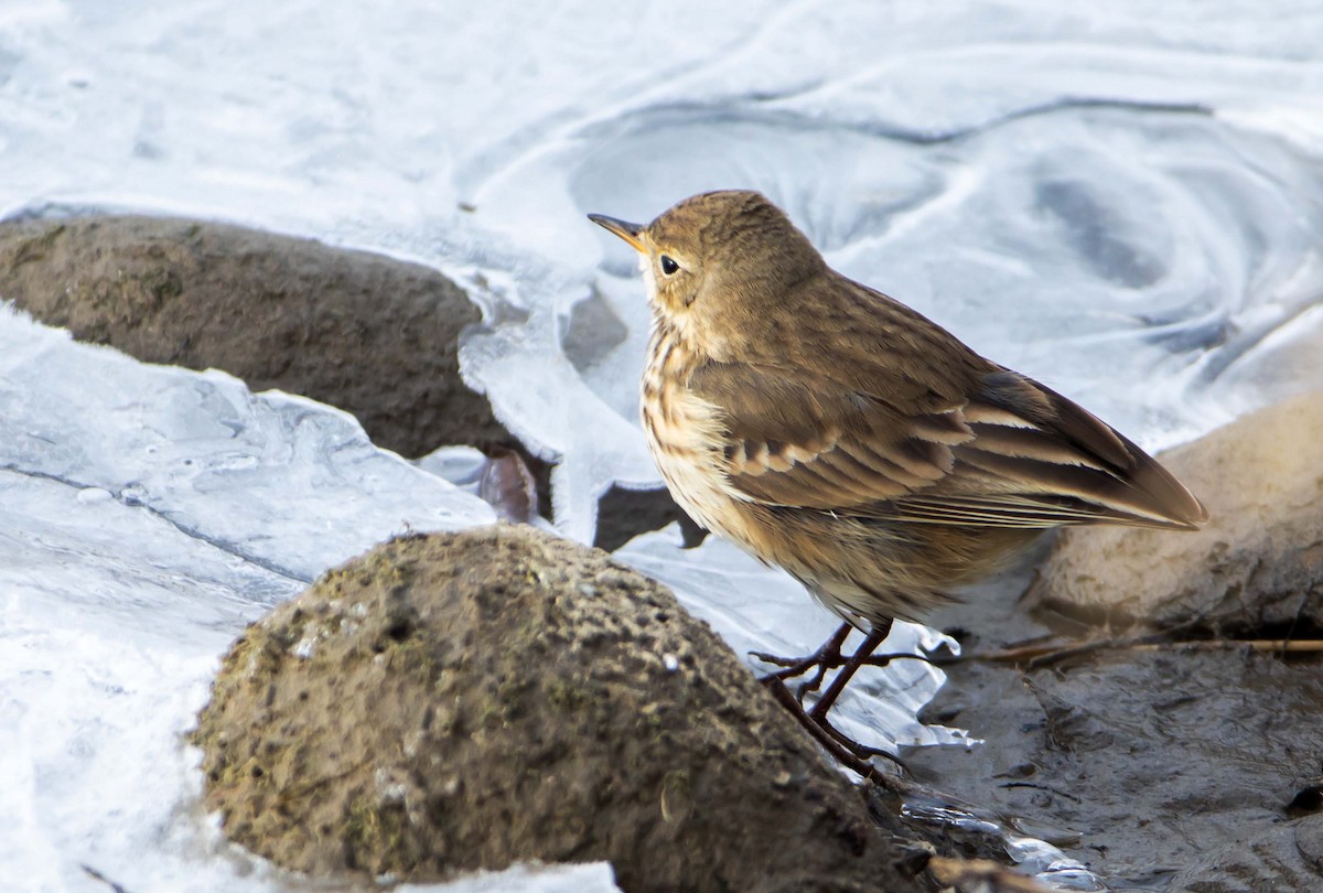 American Pipit - Ken Pride